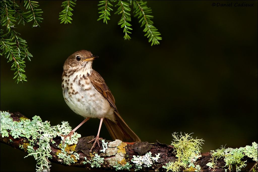tn_Hermit Thrush_6795-01.jpg